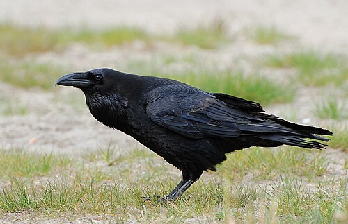 Corvus corax